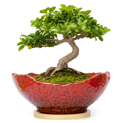 ARTKETTY Bonsai Pots - 9.06'' Ceramic Pots for Indoor Plants, Large Succulent Pots with Drainage Bamboo Tray, Unique Bonsai Tree Planters Round Cactus Flower Plant Container Bowl Home Office Decor