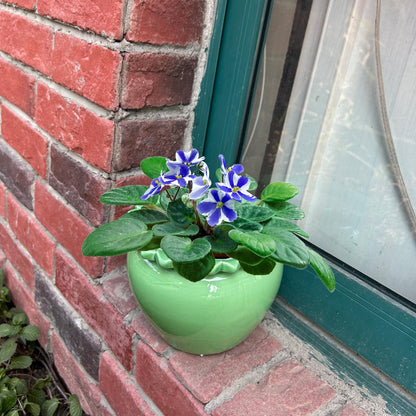 Tbpro Self Watering Plant African Violet Flower Pot 6.5 * 4.6 * 4 Inch Green Ceramic Pot Maintenance Indoor Plant Self Watering Seeder Plant Planting High Absorption Plant Inner Flower Pot