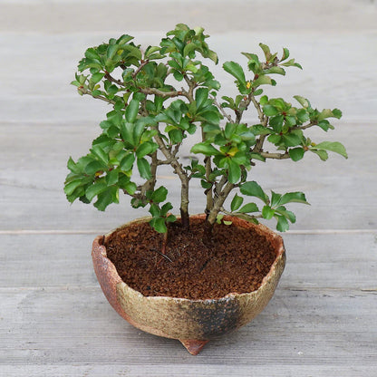 Wazakura Banko Series Japanese Handmade Rustic Crescent Shape Bonsai Pot 4.72 in (120 mm), Made in Japan Ceramic Garden Planter, Decorative Flower Vase, Unglazed Houseplant Bowl - Sand Green