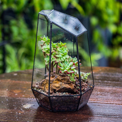 NCYP No Door Geometric Glass Terrarium Planter for Small Succulent, Small Cacti, Black Irregular Opened Terrarium Pot, Indoor Home Garden Office Tabletop Decor, 6.5" x 5.7" x 9.8" (No Plants)