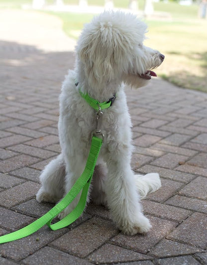 Country Brook Petz - Everyday Nylon Dog Collar and Leash - 10+ Cool Colors (3/8 Inch, 3XS, Hot Lime Green)