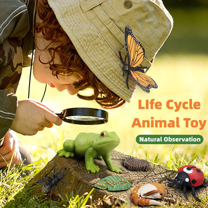 MIKNEKE Montessori Frog Life Cycle with Flash Cards, Plastic Insects Tadpole to Frog Kit Toy, Realistic Animal Figurines