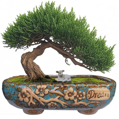 MUZHI 9.5” Rectangular Ceramic Rustic Bonsai Planter Pots with Drip Tray, Glazed Vintage Wide Mouth Shallow Pottery Bonsai Flower Planter Pots with Saucer