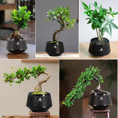 Meshpot 5 Inch Bonsai Pots with Drainage Tray, Set of 2, Plastic Imitate Ceramic Bonsai Tree Pot with Excellent Airflow, Black Succulent Pots for Indoor Plants, Juniper, Ficus, Chinese Elm, Cactus