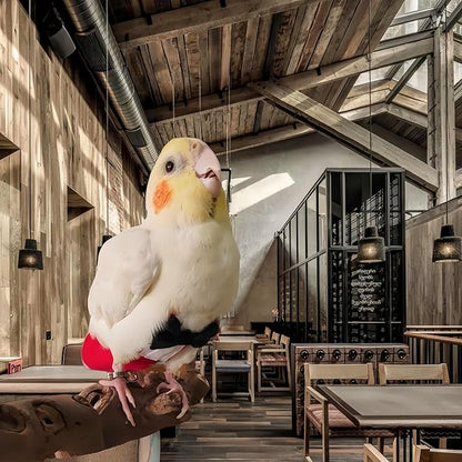 Bird Diapers with Bow Bird Harness Tuxedo Flight Suits with 80in Flying Leash Parrot Nappy with Waterproof Inner Layer Urine Wet Suite for Cockatiel Conure Parakeet Macaw Budgie-Red,S