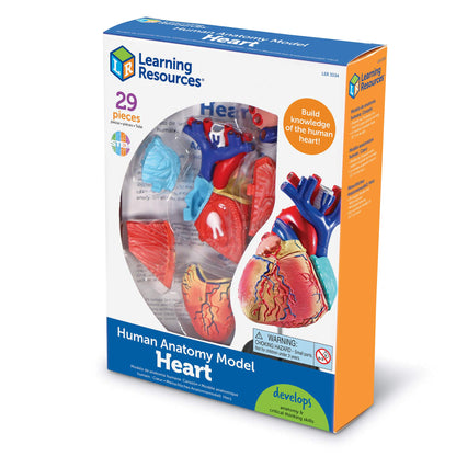 Learning Resources Human Heart Model, Anatomy and Science Classroom Must Haves, Body Model, STEM Study Tools, Back to School Kits, Homeschool Gifts for Students
