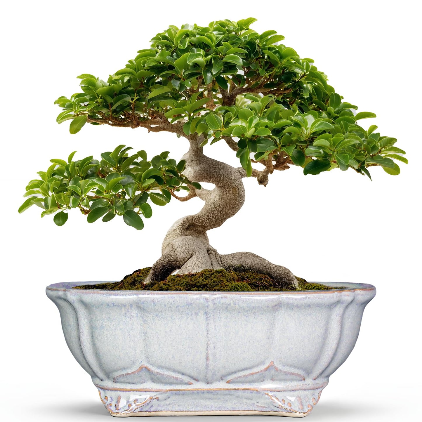 Teagas 13.2 Inch Succulent Pots - Ceramic Bonsai Tree Pots with Drainage Hole, Shallow Succulent Planters for Indoor Plants Outdoor, Decorative Flower Pot, Home Decor, Plant Lover Gifts, Oval Grey