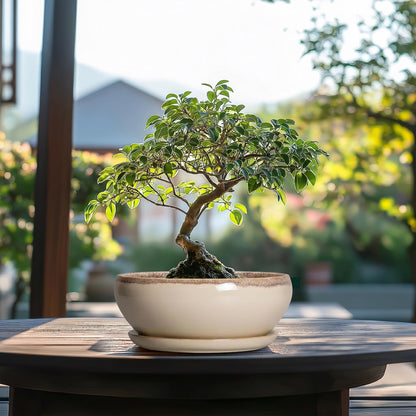 SQOWL Succulent Pots 8 Inch - Ceramic Bonsai Pots for Indoor Plants, Round Shallow Plant Pot with Drainage Hole and Saucer, Bowl Planter Outdoor, Patio Decor, Plant Lover Gifts, Beige