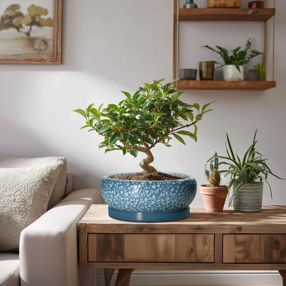 EPFamily Ceramic Bonsai Pots - 8 Inch Succulent Planters Indoor Outdoor, Bonsai Planters with Drainage Hole and Saucer, Shallow Planter, Round Planter Bowl, Home Decor, Gifts for Plant Lovers, Blue