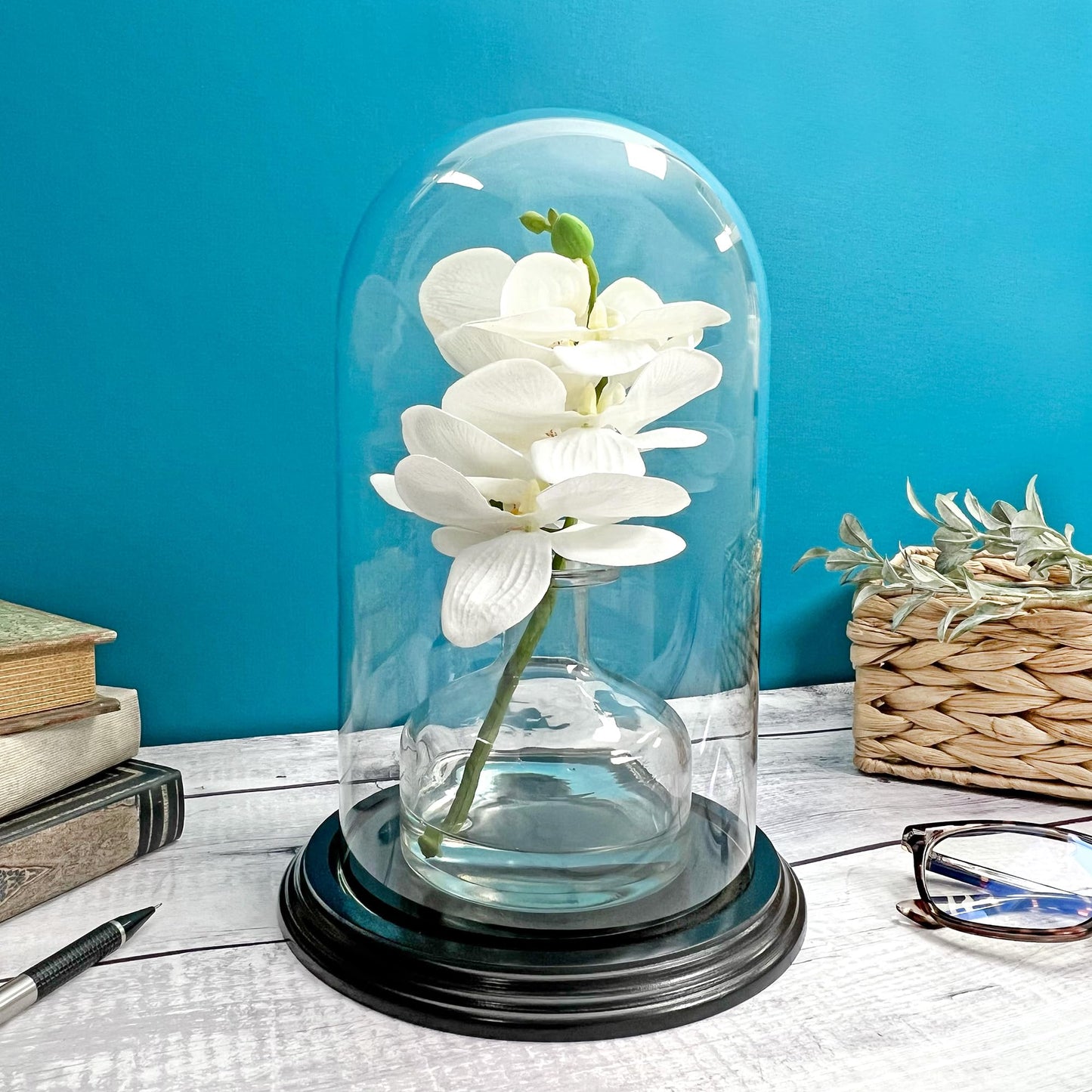 Plymor 5.5" x 10" Glass Display Dome Cloche (Black Wood Veneer Base)