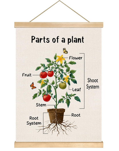 Parts of a Plant Educational Poster,14x18.5 Inch Linen Canvas Wall Botanical Chart Hanging Poster, Science Learning Classroom, Nursery, Homeschool,Kids Room Decoration (Green-Parts of a plant)