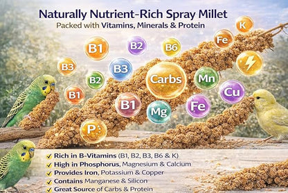 Farm to Feathers™ Wholesome Spray Bird Millet & Cuttlebone Bundle – USA Grown Millet Sprays for Parakeets, Budgies, Cockatiels, Finches & Canaries – 2 lb Wholesome Millet + 4” Cuttlebone (4 Pack)