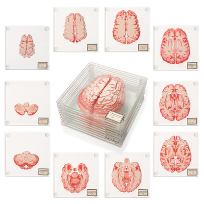 ThinkGeek Anatomic Brain Specimen Coasters Set of 10 for Neuroscience Medical Student Gifts Human Anatomy Generix geek