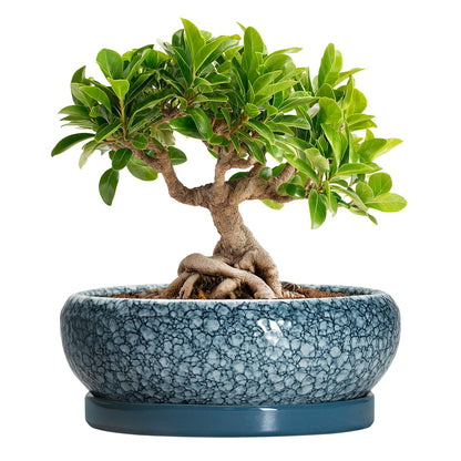 EPFamily Ceramic Bonsai Pots - 8 Inch Succulent Planters Indoor Outdoor, Bonsai Planters with Drainage Hole and Saucer, Shallow Planter, Round Planter Bowl, Home Decor, Gifts for Plant Lovers, Blue