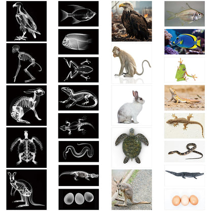 Saypacck 13 Pcs Animal X-Ray Set with 13 Pcs Animals Flash Cards Educational Science Kits