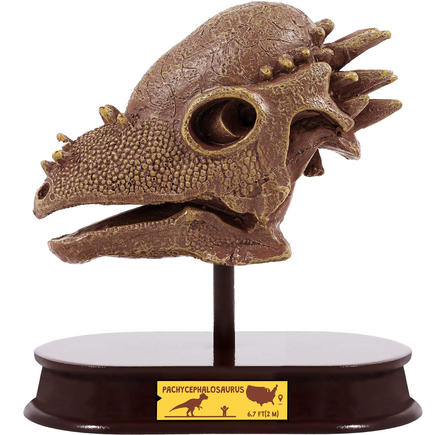 ArtCreativity Dinosaur Excavation Kit for Kids, 5.5” Pachycephalosaurs Skull Excavating Set with Fossil Digging Tools and Stand, Fun Science Activity Toy, Educational Dinosaur Gift for Boys and Girls