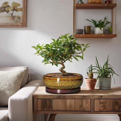 EPFamily Succulent Planters 8 Inch - Ceramic Bonsai Pots with Drainage Hole and Tray, Shallow Plant Pot Indoor Outdoor, Round Succulent Pots, Planter Bowl, Porch Decor, Housewarming Gifts, Yellow