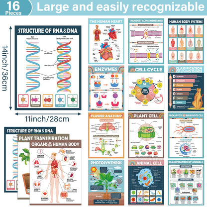 16Pcs Boho Science Posters for Classroom Middle School Supplies Biology Poster Classroom Decoration Life Science Posters Charts for Teachers High School Education Bulletin Wall Decor