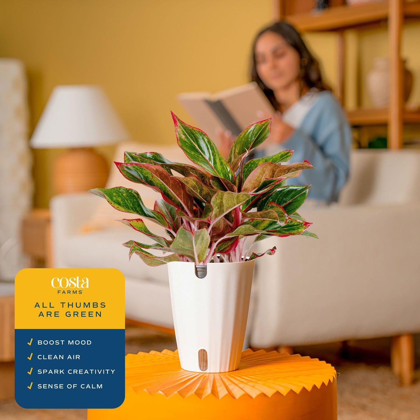 Costa Farms Red Chinese Evergreen Live Indoor Plant, Easy Care Houseplant in Modern Decor Planter, Excellent Housewarming Gift, Unique Home Decor, Room Décor, 15-Inches Tall