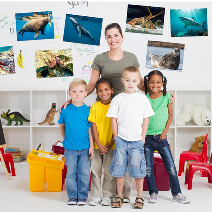 Motiskyy 12 Pcs Diversity Posters for Classroom Preschool Educational Learning Real Pictures for Daycare Home Multicultural Awareness(Ocean Animals)