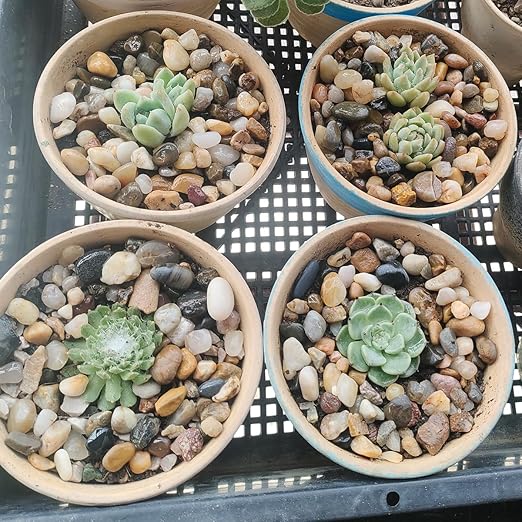 40LB Decorative River Rocks Gravel - 2/5" Mixed Color Gravel for Vase Filling, Flower Pot Paving. Gravel for Garden Decoration,Landscaping,Aquarium Aquascape Gravel, Fish Tanks Gravel(8-12MM)