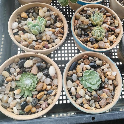 40LB Decorative River Rocks Gravel - 2/5" Mixed Color Gravel for Vase Filling, Flower Pot Paving. Gravel for Garden Decoration,Landscaping,Aquarium Aquascape Gravel, Fish Tanks Gravel(8-12MM)