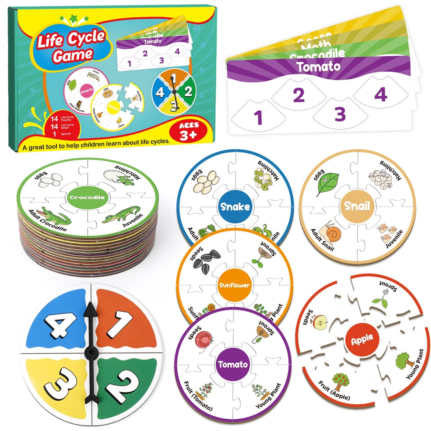 Edulok Life Cycle Toys for Kids, Toddler Puzzles, Preschool Science Kits for Kids 3-5, Kindergarten Learning Activities, Learning Education Toys, PreK Classroom Essentials, Homeschool Supplies