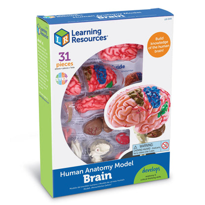 Learning Resources Brain Model - Anatomy and Science Classroom Must Haves, Neuro Health and Human Body Model, STEM Study Tools, Back to School Kits, Homeschool Gifts for Students