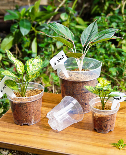 homenote Clear Nursery Pots for Plants,4 Inch Plant Pot for Planting Plastic Seedling with Drainage Holes Seed Starter Flower High Transparency with 20 Labels (30 Pack)
