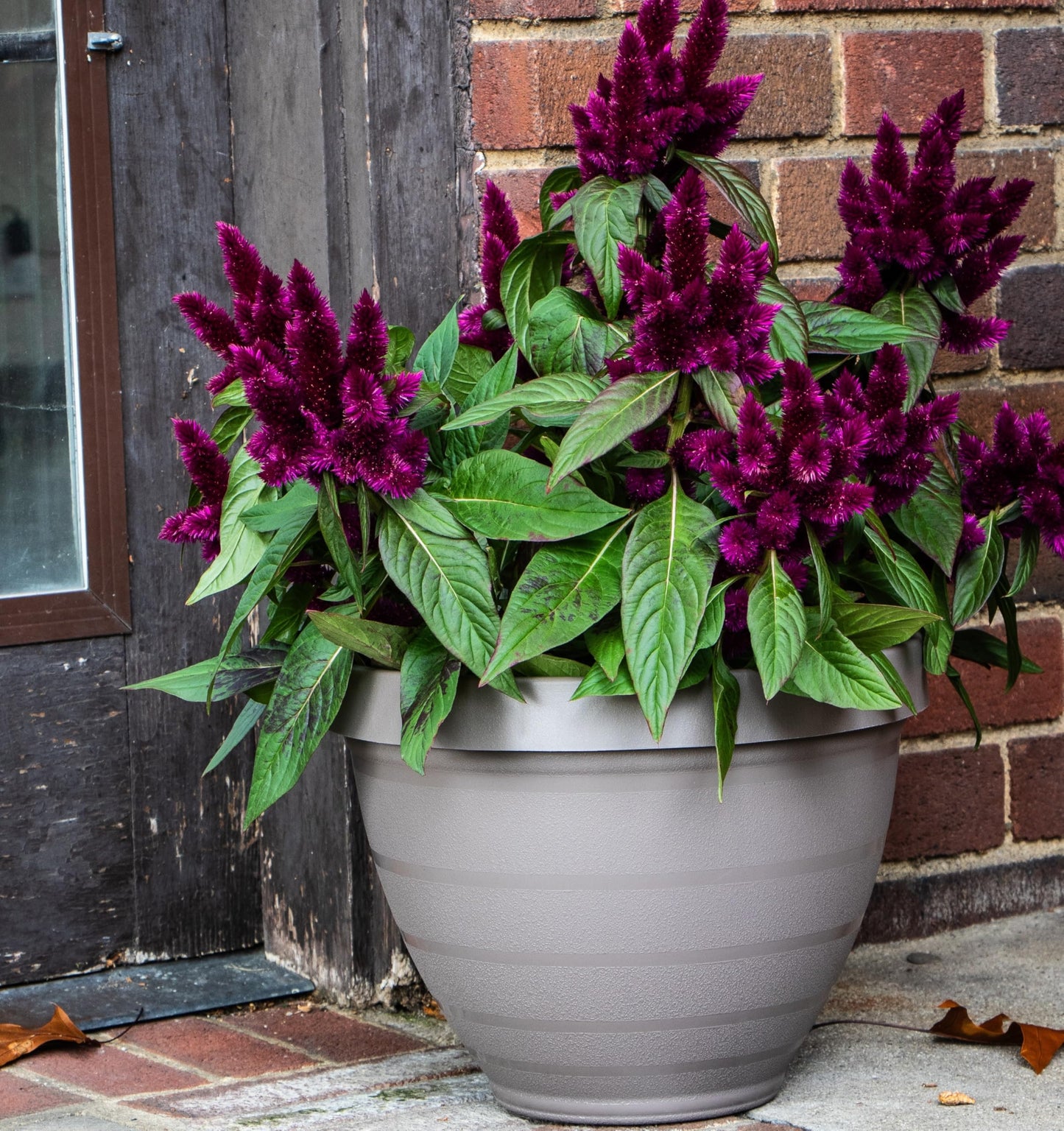 The HC Companies Rings Flower Planter - Self Watering Plant Pots for Herbs & More - Round Lightweight Outdoor & Indoor Planter (10" Dark Green, Pack of 1)