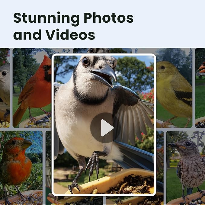 Birdfy Bird Feeder with Camera for Rookie - Solar Powered Outdoor Bird Feeder with Dual Night Vision, AI Recognition, Slow Motion & IP66 Waterproof, Ideal for BirdLovers (AI by Subscription)