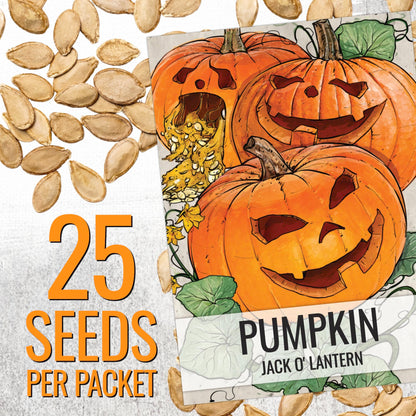 Seed Needs Pumpkin Seeds for Planting Jack O Lantern Pumpkins - Non-GMO Heirloom & Untreated Cucurbita Pepo Vegetable Seed to Plant an Outdoor Pumpkin Patch (5 Packs)