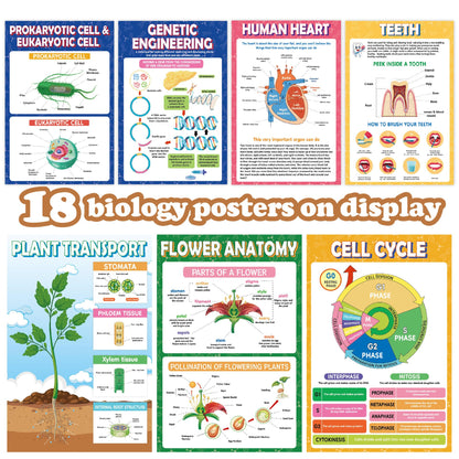 Sruchy 18 Biology Posters for Classroom, 11x17in Botany Human Life Science Educational Posters for Homeschool and Classroom Decor - Clinic Office, Home Washroom, Biology Lab, Teaching Gifts