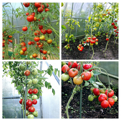 YIDIE Sturdy Metal Garden Stakes 4 Ft Tomato Cage Plastic Coated Steel Plant Sticks for Tomatoes,Trees,Cucumber,Fences,Beans,Pack of 50