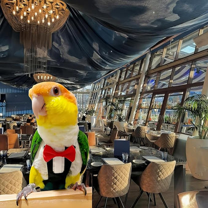 Bird Harness Leather Set Tuxedo Flight Suits with Nappy Diapers Waterproof Inner Layer Urine Wet for Parrot Cockatiel Conure Parakeet Macaw Budgie (4XL)