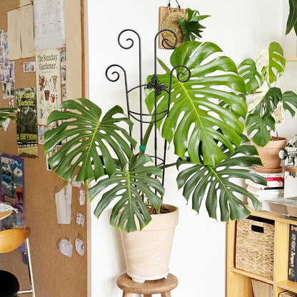 Coomin 32.6in Monstera Plant Support for Indoor Plants, 2P Trellis for Climbing Plants Indoor, Plant Climber Stakes for Potted Plants