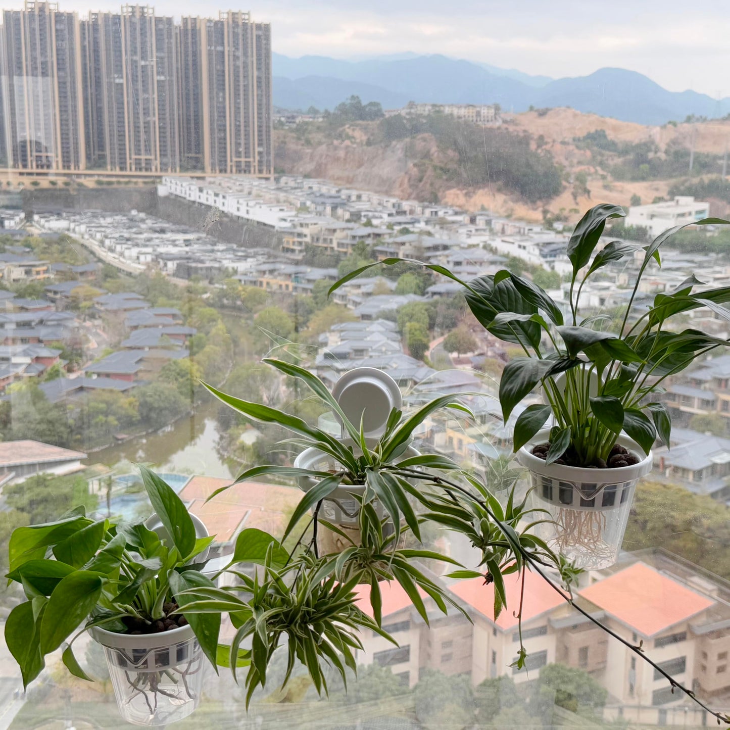 VirgoLeo Set of 3 Plastic Window Planter with Suction Cup Holder. Large Window Popagation. Clear Self Watering Window Mounted Plant Pots. Window Sill Planters Extender for Indoor Hydroponic Plants