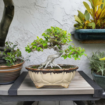 Teagas Ceramic Bonsai Tree Pots - 11 Inch Succulent Pots with Drainage Hole, Decorative Bonsai Pot for Indoor Outdoor Plants, Succulent Planters, Front Porch Decor, Gardening Gifts, Oval Beige-Brown