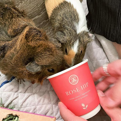 GuineaDad Organic Guinea Pig Herbal Treats - Guinea Pig Food with Convenient Packaging - Rose Hip Flavor - 16 fl oz - Guinea Pig Treats Help with Bonding - High in Nutrition, Immune Support - Large