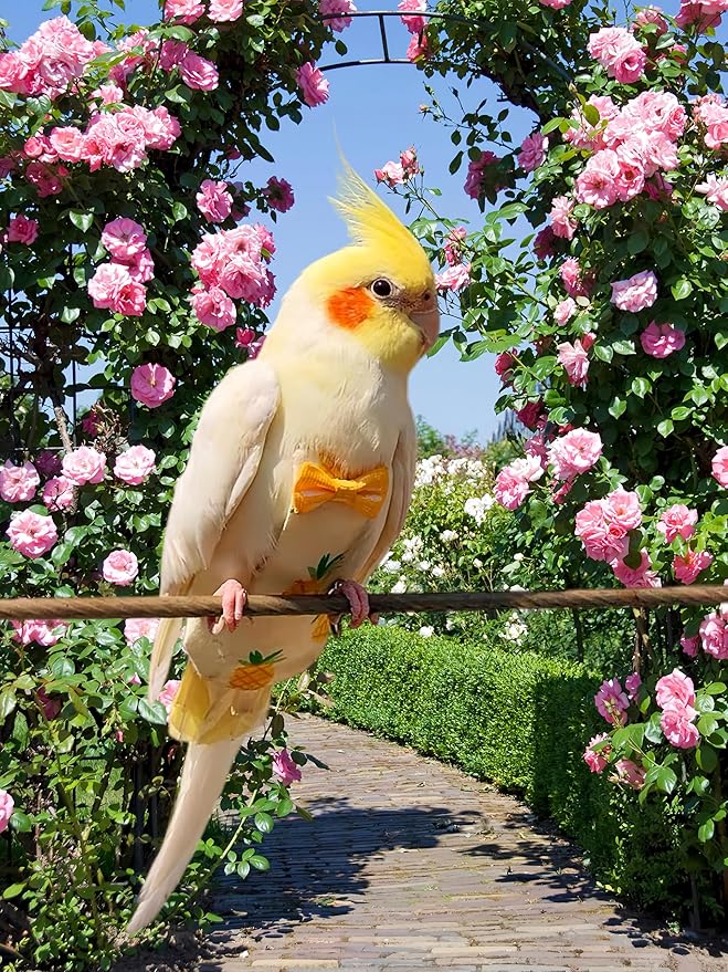 2Pcs Bird Diapers Bird Harness Flight Suits Diapers with 80 Inch Flying Leash Parrot Nappy Washable Cute Urine Wet Suit for Cockatiel Conure Macaw Budgies Parakeet-Pineapple&Kitten,S