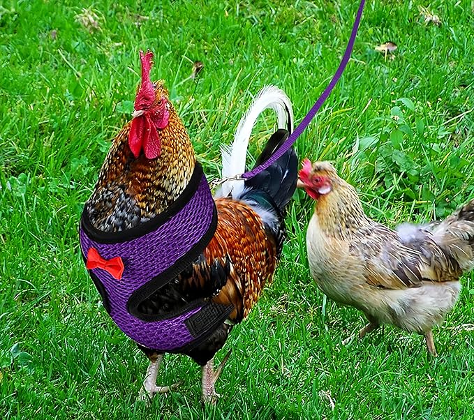 3 Pack Chicken Harness and Leash Set Adjustable Hen Vest with Matching Belt Breathable Mesh Training Harness Pets Leash for Hens Duck Goose Small Pet-Green&Purple&Blue,S