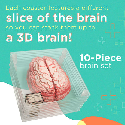 ThinkGeek Anatomic Brain Specimen Coasters Set of 10 for Neuroscience Medical Student Gifts Human Anatomy Generix geek