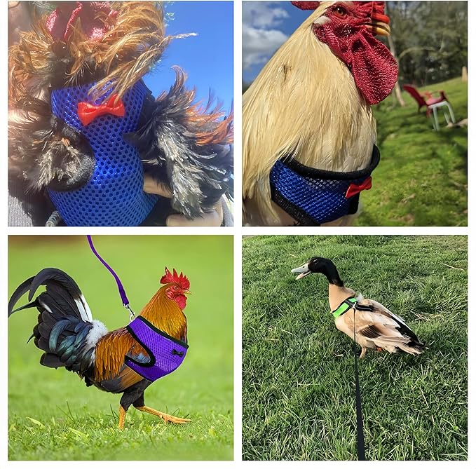 3 Pack Chicken Harness and Leash Set Adjustable Hen Vest with Matching Belt Breathable Mesh Training Harness Pets Leash for Hens Duck Goose Small Pet-Green&Purple&Blue,S