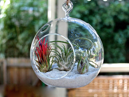 WGV Hanging Terrarium Globe, Width 7", Height 8", DIY Air Succulent Planter, Clear Glass Vase Orb with Flat Bottom, Candle Holder Outdoor Garden Decor, 6 Pieces
