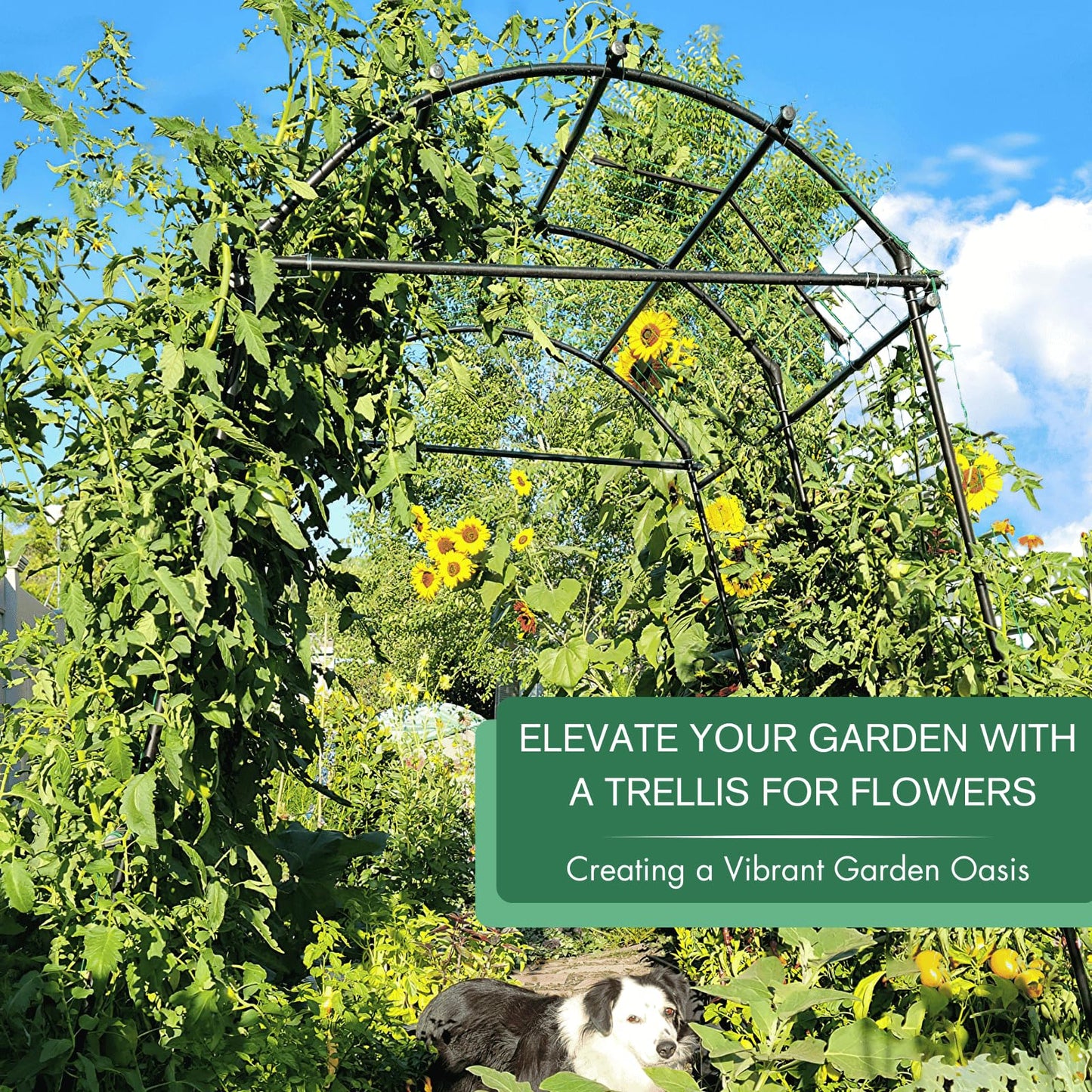 Garden Arch Trellis 7FT Extra Tall Polyethylene-Coated Stainless Steel Garden Trellis for Climbing Plants Outdoor Garden Trellis Arch for Cucumber Trellis | Gardening Trellis with Clips (Black)