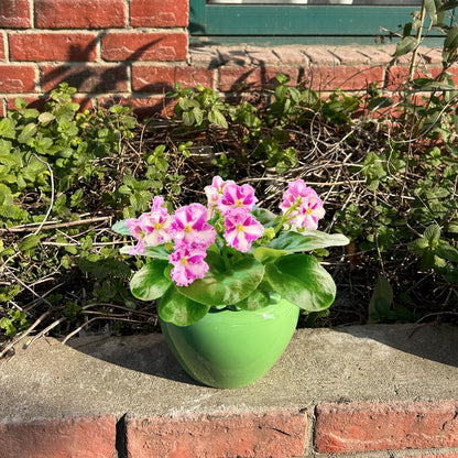 Tbpro Self Watering Plant African Violet Flower Pot 6.5 * 4.6 * 4 Inch Green Ceramic Pot Maintenance Indoor Plant Self Watering Seeder Plant Planting High Absorption Plant Inner Flower Pot