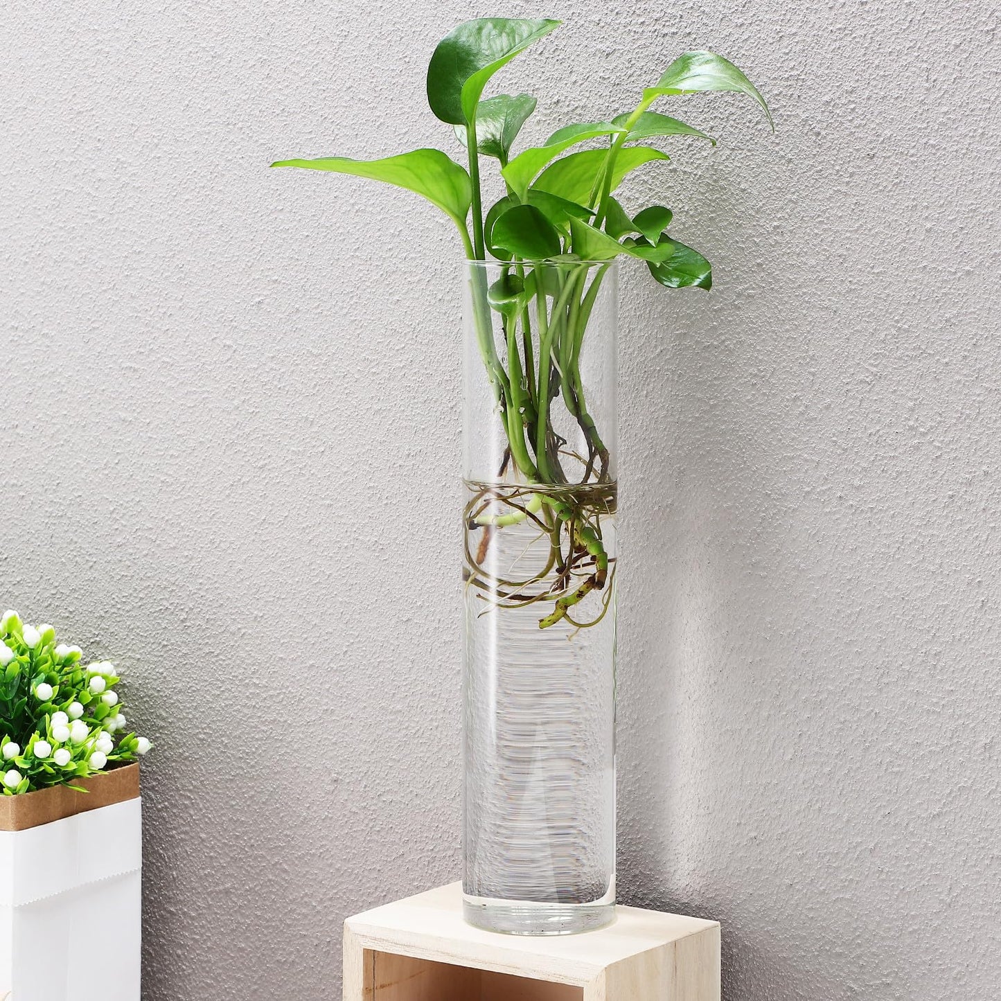 Beavorty Cylinder Glass Wall Vase Set for Propagation Stations, 2pcs Hanging Terrarium Plants Holder, Glass Wall Planter for Indoor Hydroponic Plant Display and Modern Home Décor