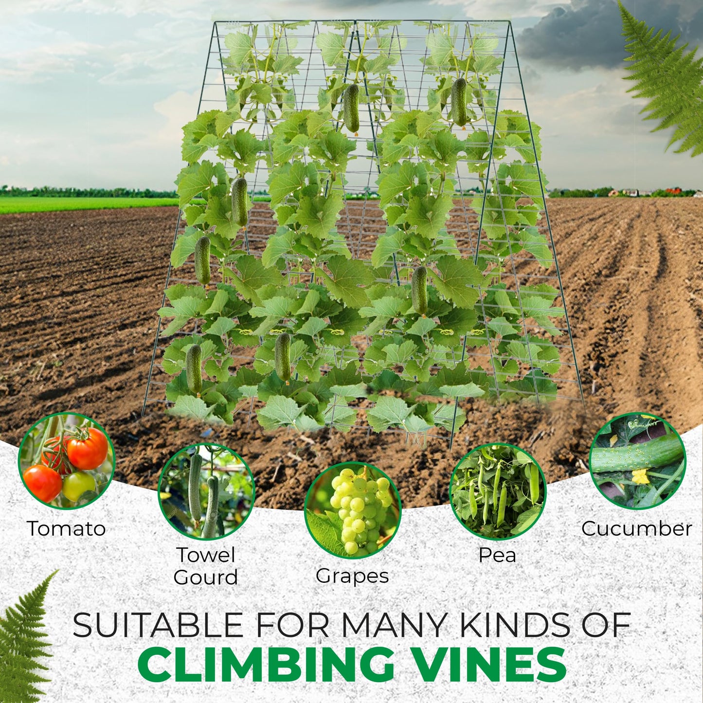 FazCo – Cucumber Trellis for Garden Raised Bed - 48" by 34" Outdoor Foldable Pea Trellis - A Frame Panel for Climbing Plants Vegetables Vines with Plant Support Clips & Staple Pins