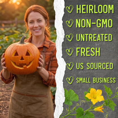 Seed Needs Pumpkin Seeds for Planting Jack O Lantern Pumpkins - Non-GMO Heirloom & Untreated Cucurbita Pepo Vegetable Seed to Plant an Outdoor Pumpkin Patch (5 Packs)