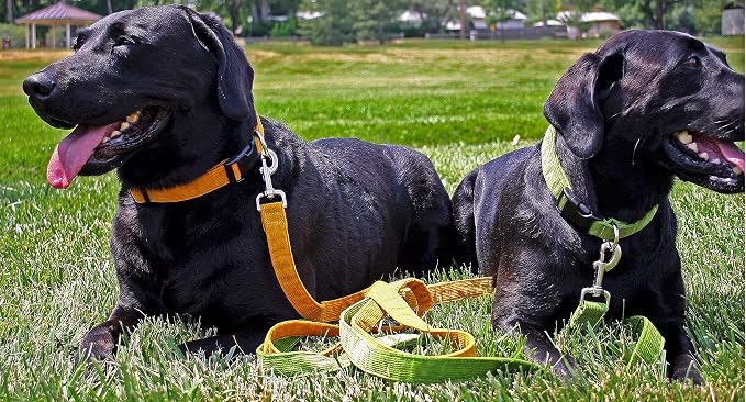 Hemp Corduroy Dog Collar Available in 9 Colors (Rust, Marigold, Bronze, Avocado, Blue, Plum, Pink, Red, Black) Sold in 6 Sizes (3/4" Small, Bronze)